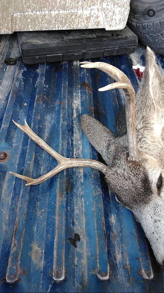 Hunting trophy